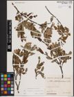 Foto von Salix eleagnos Scop. x Salix waldsteiniana Willd.